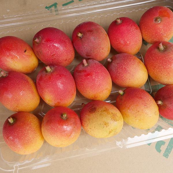 激うまミニマンゴー 優品 約1.5kg 発送６月下旬〜７月下旬 お中元におすすめ