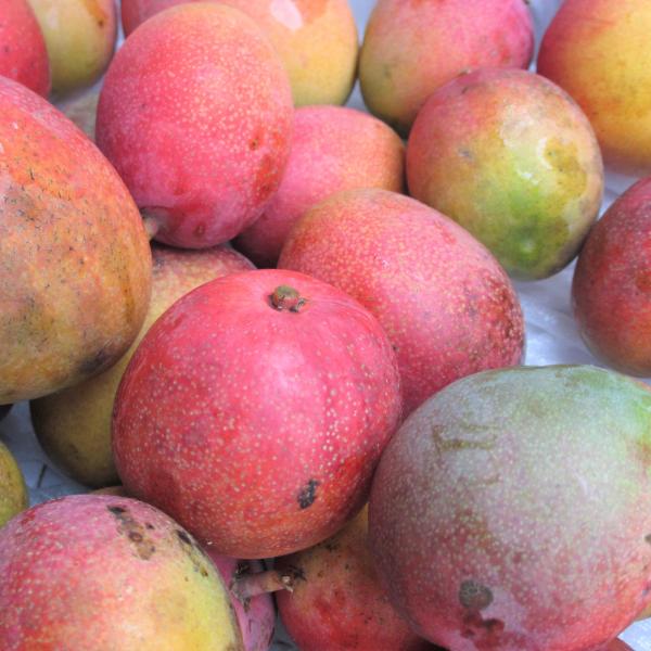 ミニマンゴー 家庭用 約1kg 発送６月上旬〜８月下旬　