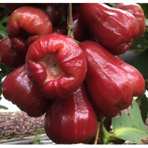 沖縄県産赤レンブ　約2kg