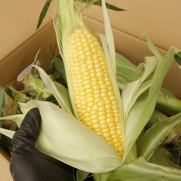 イエロースイートコーン 5本（M〜2L）沖縄県産　