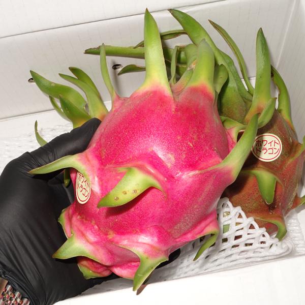 優品 ドラゴンフルーツ 1Kg 赤（2〜4玉）発送7月〜12月沖縄県産