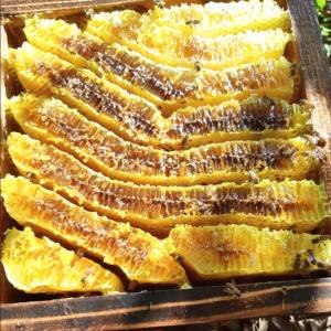 【市場流通1%未満 純粋 日本みつばち菊鹿 4...の詳細画像3