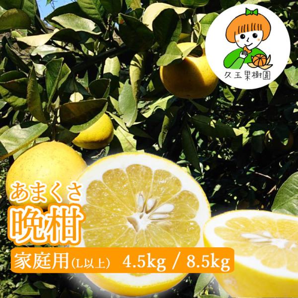 あまくさ晩柑4.5キロ 8.5キロ 家庭用(L以上) 熊本県産 河内晩柑 ジューシーフルーツ 柑橘 ...