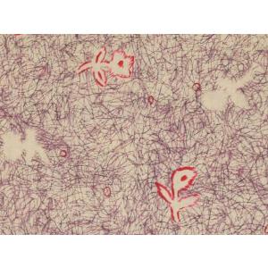 LIBERTYリバティプリント・つや消しラミネートUnforgettable Moment(アンフォ...