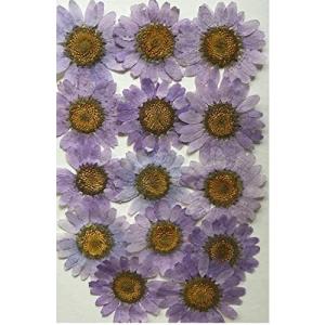 押し花 ノースポールの商品一覧 通販 Yahoo ショッピング