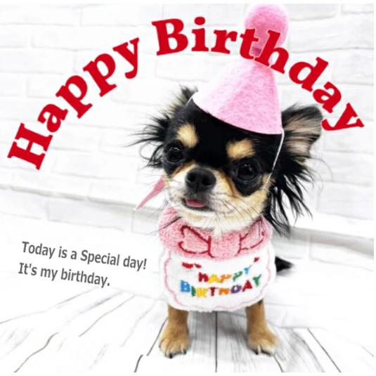 犬 誕生日 ハッピー バースデー スタイ 三角 帽子 セット   犬の帽子 お祝い グッズ プレゼン...