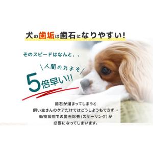 ドクターワンデルS 15g 犬の歯磨き粉 犬用...の詳細画像1