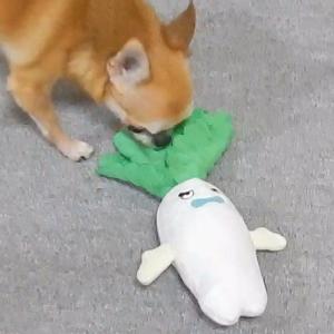 おやさい おもちゃ 犬 犬用 ぬいぐるみ ベジ...の詳細画像5