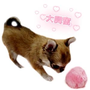 鳴るおもちゃ 犬 子犬 おもちゃ ぬいぐるみ ...の詳細画像3