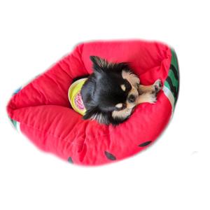 犬ベッド 犬猫用ベッド ひんやりサマーベッド ...の詳細画像4