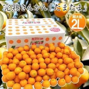 [予約販売] 宮崎県 完熟 きんかん たまたま 秀品 2Lサイズ 約3kg  [常温]  送料無料 2月中旬以降順次出荷｜meshiya