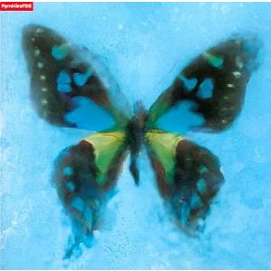 【中古】アゲハ蝶 / ポルノグラフィティ（帯無し）