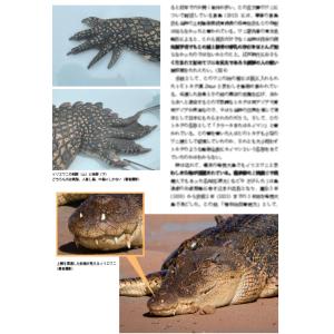 【予約3月19日頃発送予定】第8号 両生類・爬...の詳細画像4