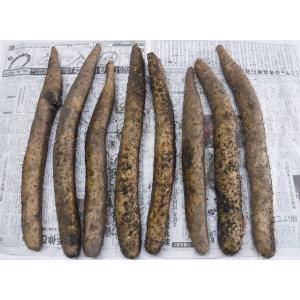 長芋青森県産土付き越冬5kg×2箱訳あり