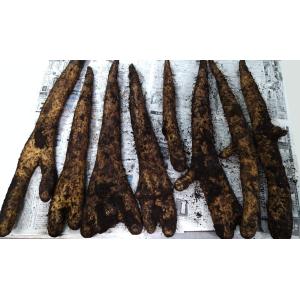 長芋青森県産土付き越冬9kg訳あり農家直送