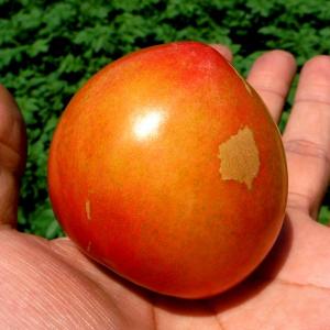 プラム大石早生4kg（500g×8パック×1箱）訳あり青森県産農家直送スモモ・李