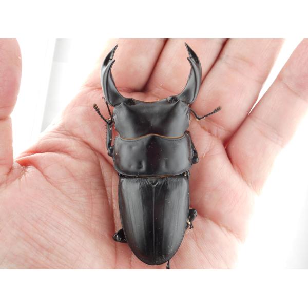 中国産オオクワガタ・新成虫ペアー・♂７６ｍｍ（プラチナ７３系統・秘蔵）(1)