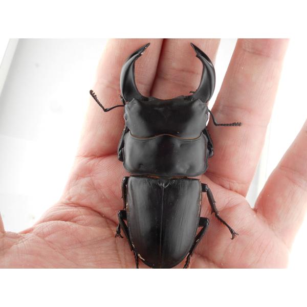 中国産オオクワガタ・新成虫ペアー・♂７５ｍｍ・展示レベル（プラチナ７３系統・秘蔵）(2)