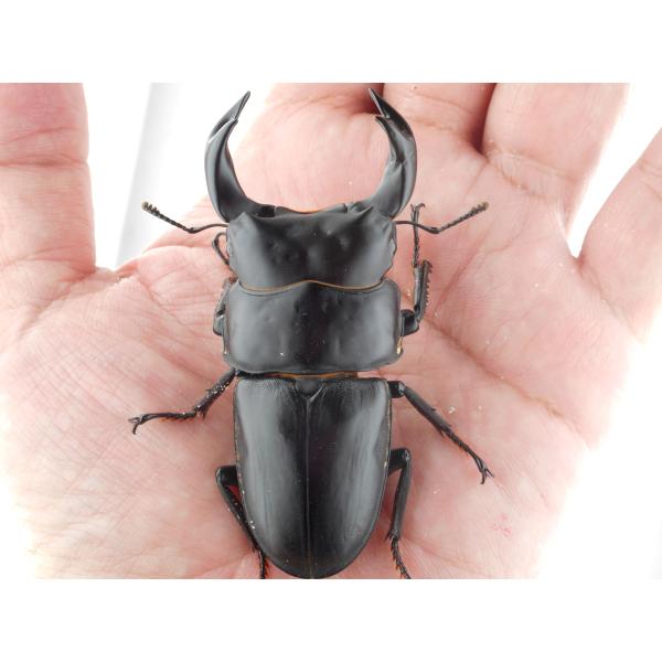 中国産オオクワガタ・新成虫ペアー・♂７４ｍｍ（プラチナ７３系統・秘蔵）(3)