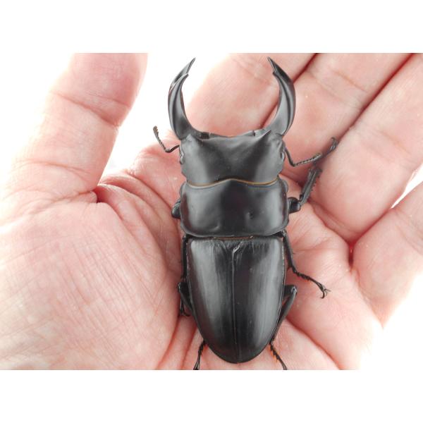 中国産オオクワガタ・新成虫ペアー・♂７４ｍｍ（プラチナ７３・秘蔵系統）(4)