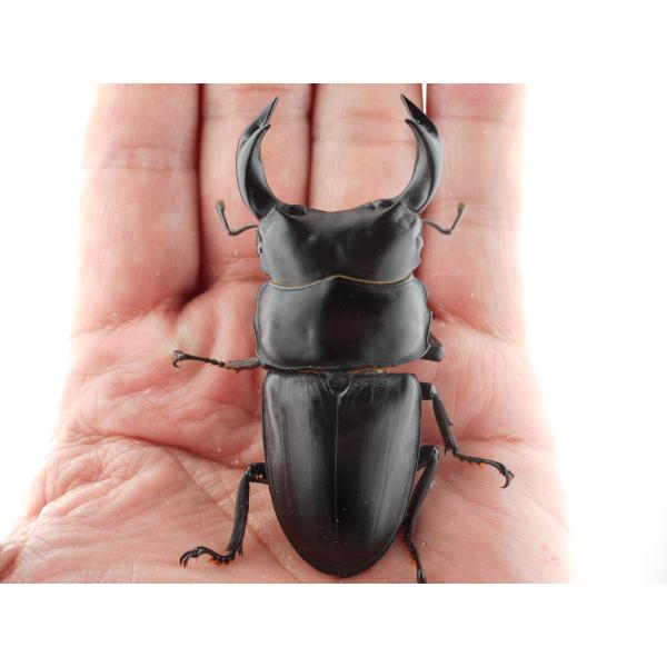 中国産オオクワガタ・新成虫ペアー・♂７３ｍｍ（プラチナ７３・秘蔵系統）(8)