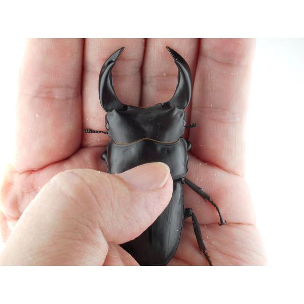 中国産オオクワガタ・新成虫ペアー・♂６９．５ｍｍ（プラチナ７３・ＭＭ秘蔵系統）(10)