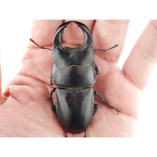 中国産オオクワガタ・新成虫ペアー・♂６８．０ｍｍ（プラチナ７３・ＭＭ秘蔵系統）(12)