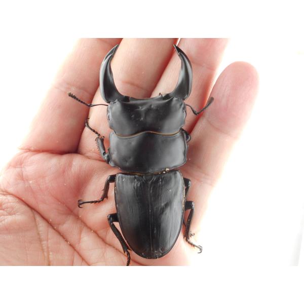 中国産オオクワガタ・新成虫ペアー・♂７２．５ｍｍ（プラチナ７３・ＭＭ・秘蔵系統）(7)