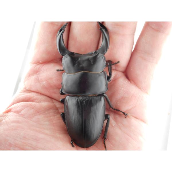 中国産オオクワガタ・新成虫ペアー・♂７２．７ｍｍ（プラチナ７３・ＳＭ・秘蔵系統）(6)