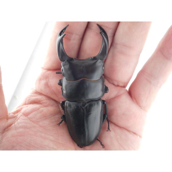 国産オオクワガタ・森田ゴールド・早期羽化成虫ペア（１）・♂７６.０ｍｍ（ＤＧ７７ＳＰ系統）