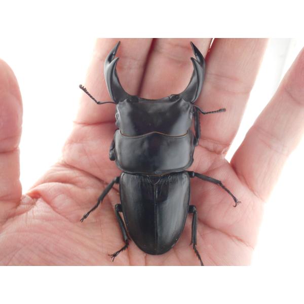 国産オオクワガタ・森田ゴールド・早期羽化成虫ペア（２）・♂７５.０ｍｍ（ＤＧ７７ＳＰ系統）