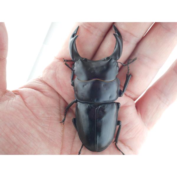 国産オオクワガタ・森田ゴールド・早期羽化成虫ペア（３）・♂７５.０ｍｍ（ＤＧ７７ＳＰ系統）