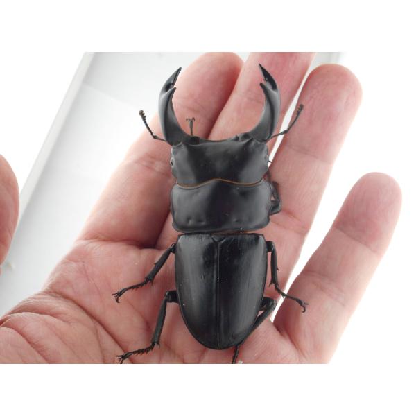 国産オオクワガタ・森田ゴールド・早期羽化成虫ペア（４）・♂７４.０ｍｍ（ＤＧ７７ＳＰ系統）