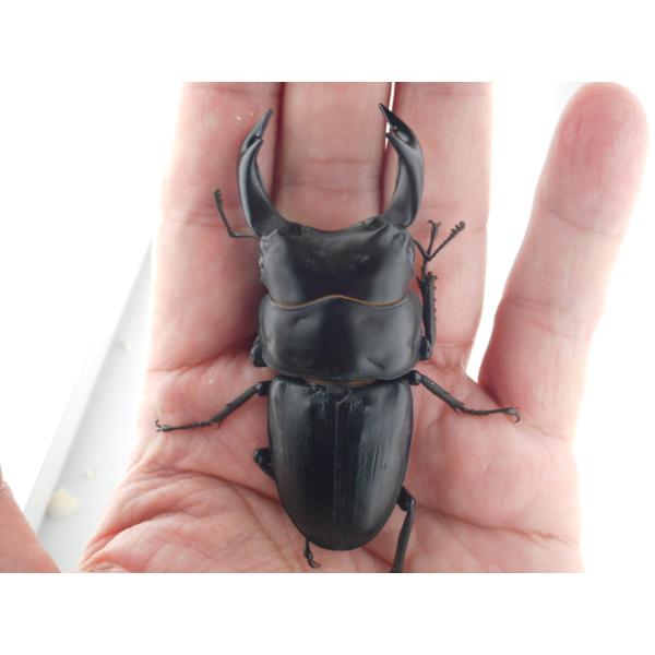 国産オオクワガタ・森田ゴールド・早期羽化成虫ペア（５）・♂７４.５ｍｍ（ＤＧ７７ＳＰ系統）