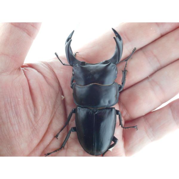 国産オオクワガタ・森田ゴールド・早期羽化成虫ペア（６）・♂７３.０ｍｍ（ＤＧ７７ＳＰ系統）