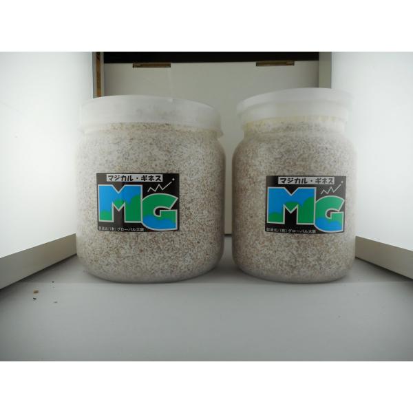 国産オオクワガタ・♂２６ｇ〜・大型３令幼虫ペア（Ｄゴールド７７ＳＰ系統）　