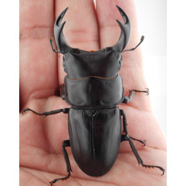 国産オオクワガタ・森田ゴールド・早期羽化成虫ペア（2-16）・♂６５.０ｍｍ（ＧＧ８５ＳＰ系統）