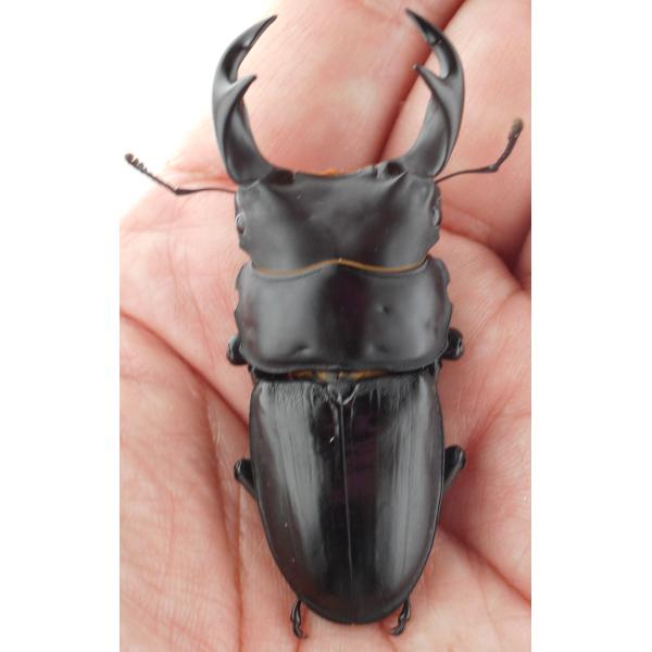 国産オオクワガタ・森田ゴールド・早期羽化成虫ペア（2-17）・♂６２.０ｍｍ（ＧＧ８５ＳＰ系統）