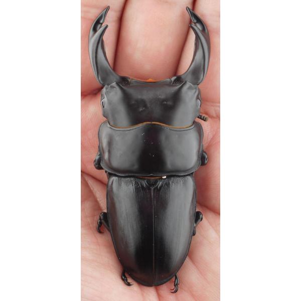 国産オオクワガタ・森田ゴールド・成虫ペア（1）・♂７８.８ｍｍ・ＳＳ太（ＧＧ８５ＳＰ・秘蔵系統）