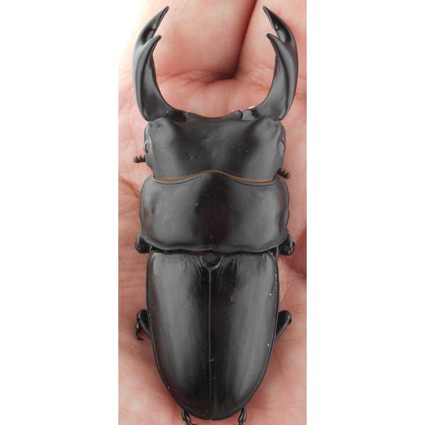 国産オオクワガタ・森田ゴールド・成虫ペア（5）・♂７６.０ｍｍ・ＳＳ（ＧＧ８５ＳＰ・秘蔵系統）