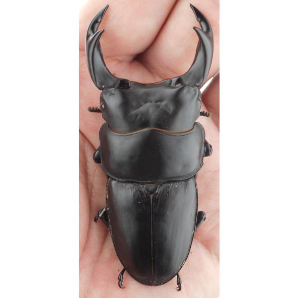 国産オオクワガタ・森田ゴールド・成虫ペア3-2（１）・♂８０.０ｍｍ・ＳＳ（ＧＧ８５ＳＰ秘蔵系統）