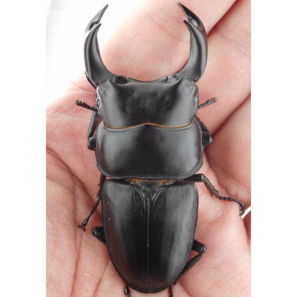 国産オオクワガタ・森田ゴールド・成虫ペア3-2（２）・♂７７.０ｍｍ・ＳＳツヤ（ＧＧ８５ＳＰ秘蔵系統...