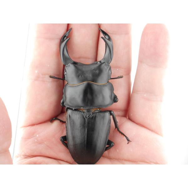 国産オオクワガタ・森田ゴールド・成虫ペア・♂７４.０ｍｍ・ＳＳ（ＧＧ８５ＳＰ・秘蔵系統）(12)