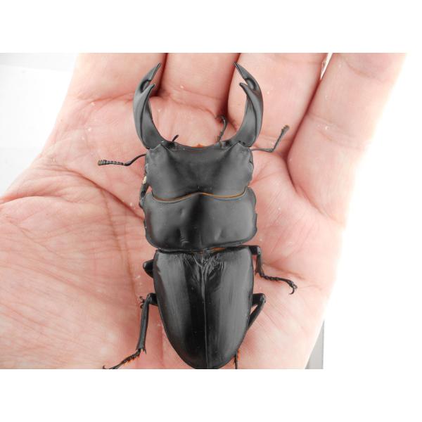 国産オオクワガタ・森田ゴールド・成虫ペア・♂７３.０ｍｍ・ＳＳ（ＧＧ８５ＳＰ・秘蔵系統）(13)