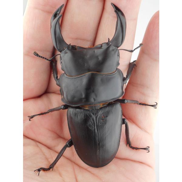 国産オオクワガタ・森田ゴールド・即ブリード可能・成虫ペア（2-1）・♂８０.２ｍｍ・ＳＳ（ＧＧ８５Ｓ...