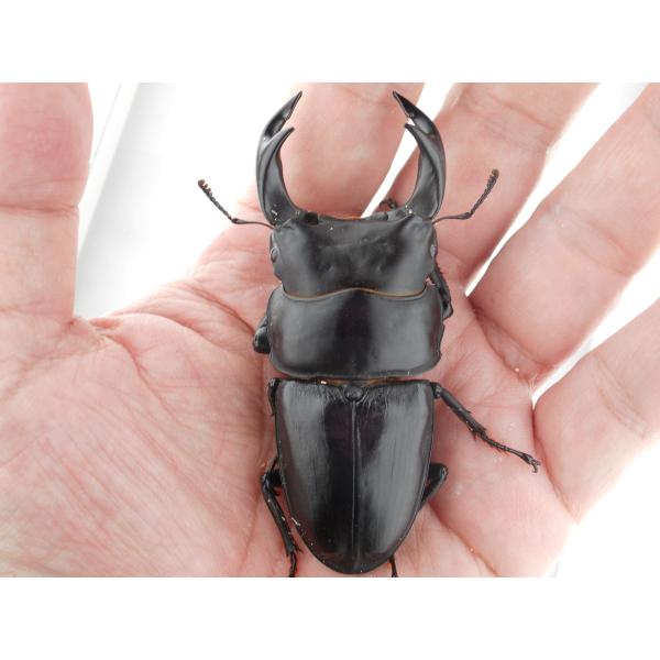 国産オオクワガタ・森田ゴールド・成虫ペア・♂７９.１ｍｍ・SS（ＧＧ８５ＳＰ・秘蔵系統）(2)