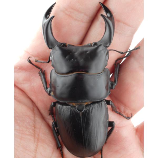 国産オオクワガタ・森田ゴールド・成虫ペア（12）・♂７３.５ｍｍ・ＳＳＳ・ツヤ（ＧＧ８５ＳＰ・秘蔵系...