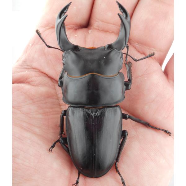 国産オオクワガタ・森田ゴールド・成虫ペア（14）・♂７２.０ｍｍ・ＳＳ（ＧＧ８５ＳＰ・秘蔵系統）