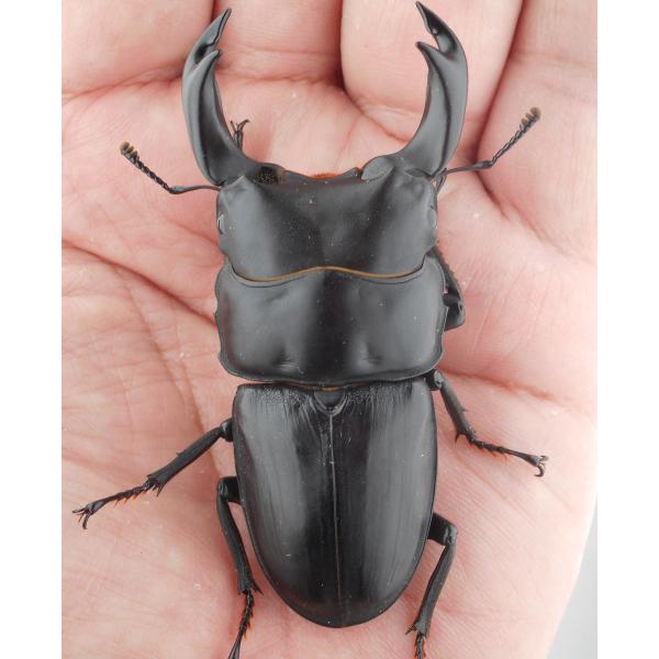 国産オオクワガタ・森田ゴールド・成虫ペア3-2（１１）・♂７２.８ｍｍ・Ｓ（ＧＧ８５ＳＰ秘蔵系統）