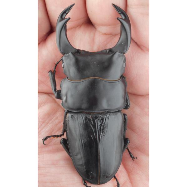 国産オオクワガタ・森田ゴールド・成虫ペア3-2（３）・♂７６.７ｍｍ・ＳＳ太（ＧＧ８５ＳＰ秘蔵系統）